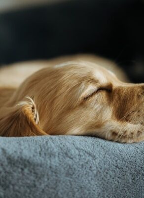 Goudkleurige hond slaapt rustig op een zachte grijze deken