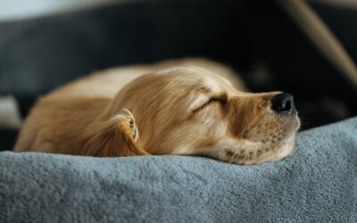 Goudkleurige hond slaapt rustig op een zachte grijze deken