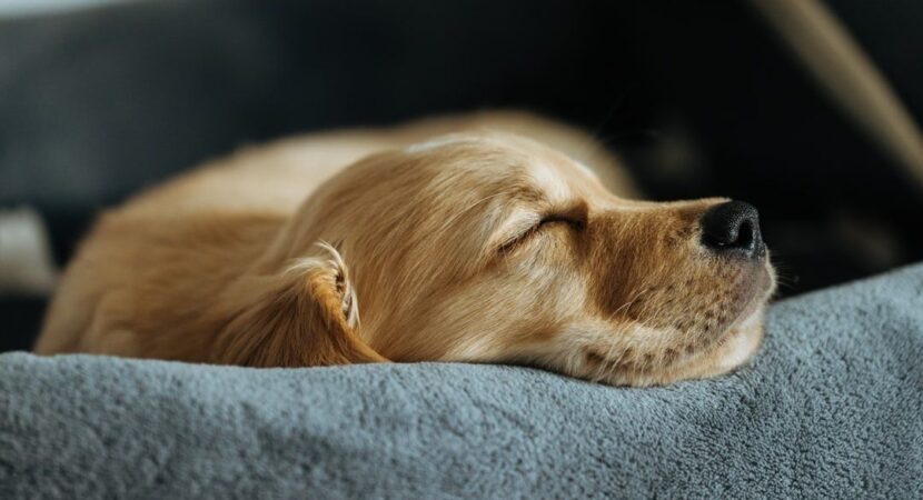 Goudkleurige hond slaapt rustig op een zachte grijze deken