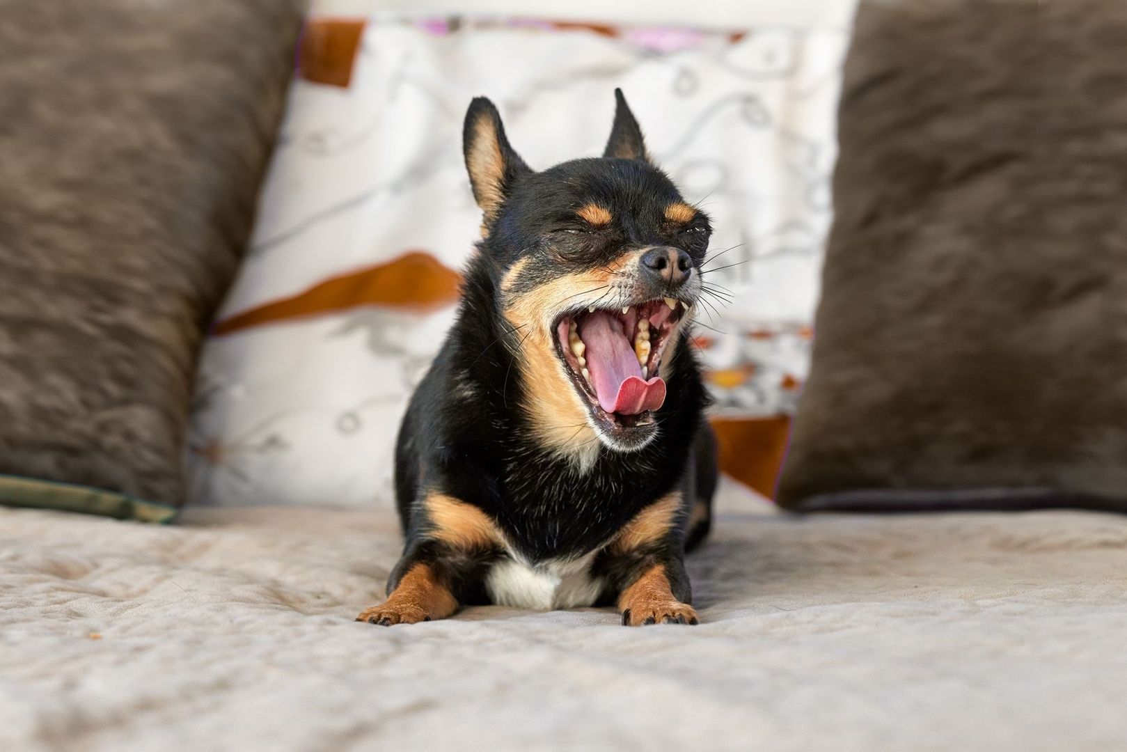 Kleine zwartbruine hond gaapt met open bek op een bank