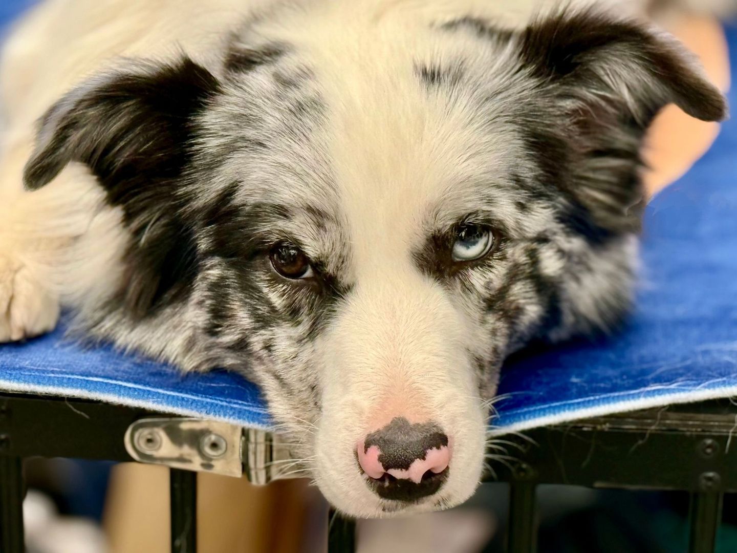 Hond met gespannen blik en zichtbaar oogwit op een blauwe ondergrond
