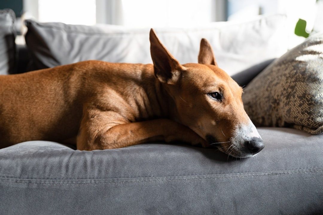 Vermoeide bruine hond rustend op een grijze bank