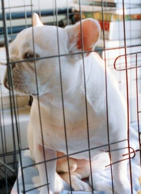 Witte hond zit rustig in een draadkooi binnenshuis