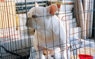 Witte hond zit rustig in een draadkooi binnenshuis
