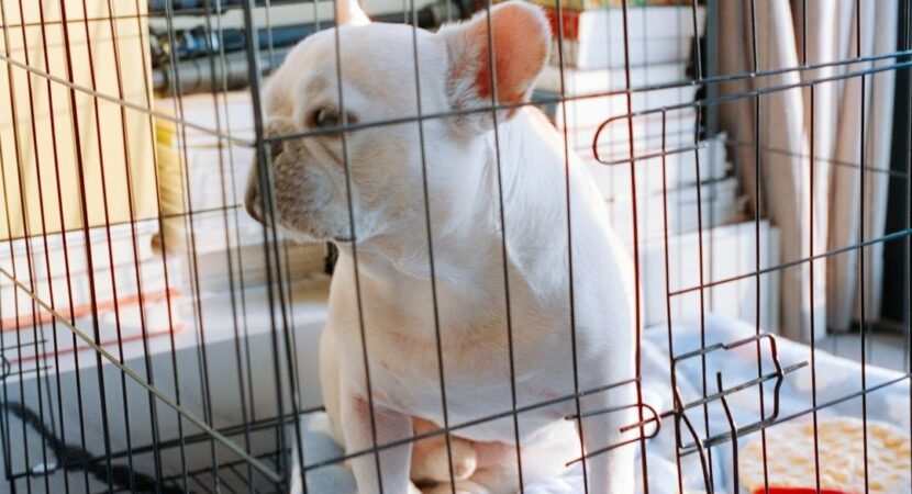 Witte hond zit rustig in een draadkooi binnenshuis