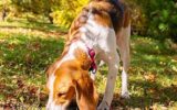 Hond snuffelt geconcentreerd tussen herfstbladeren in het gras