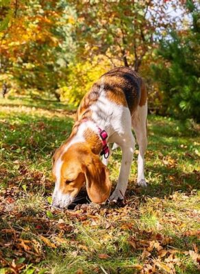 Hond snuffelt geconcentreerd tussen herfstbladeren in het gras