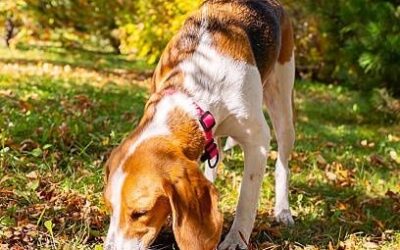 Hond snuffelt geconcentreerd tussen herfstbladeren in het gras