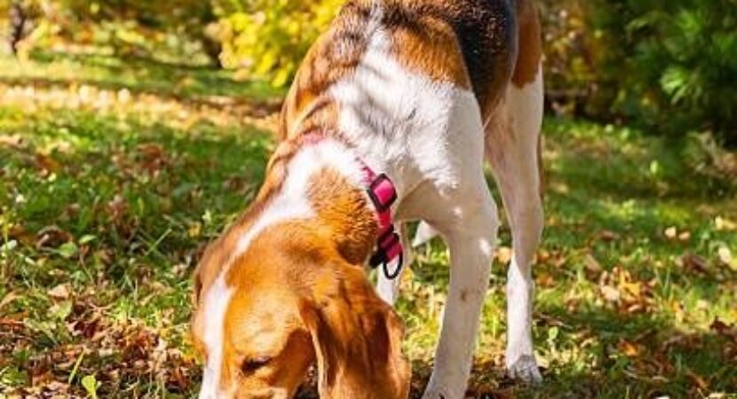 Hond snuffelt geconcentreerd tussen herfstbladeren in het gras