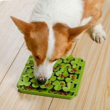 Jack Russell snuffelt naar brokjes tussen groene voerelementen